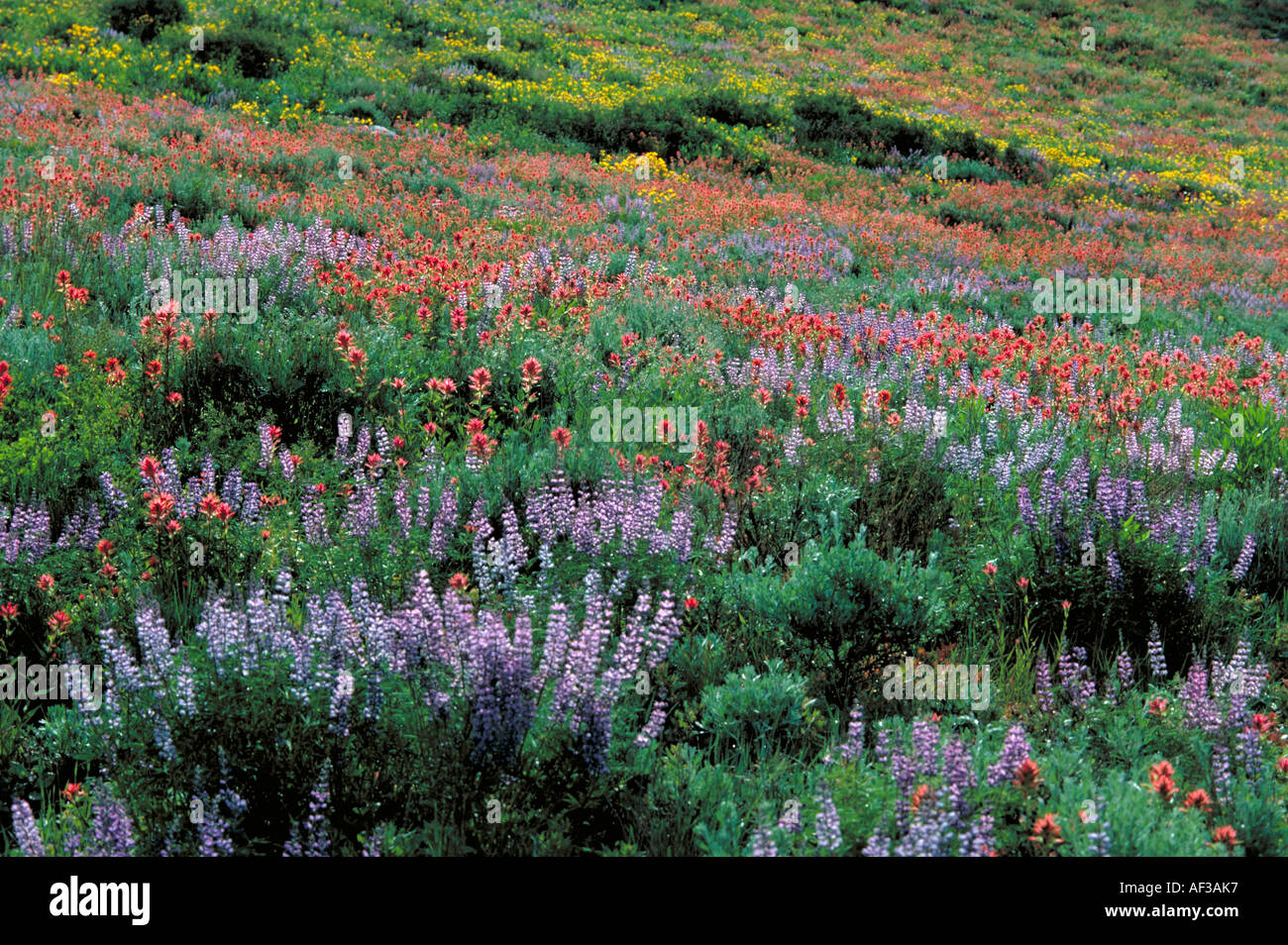 Elk276 1240 California Sierra Nevada Carson Pass wildflowers below Roundtop Stock Photo