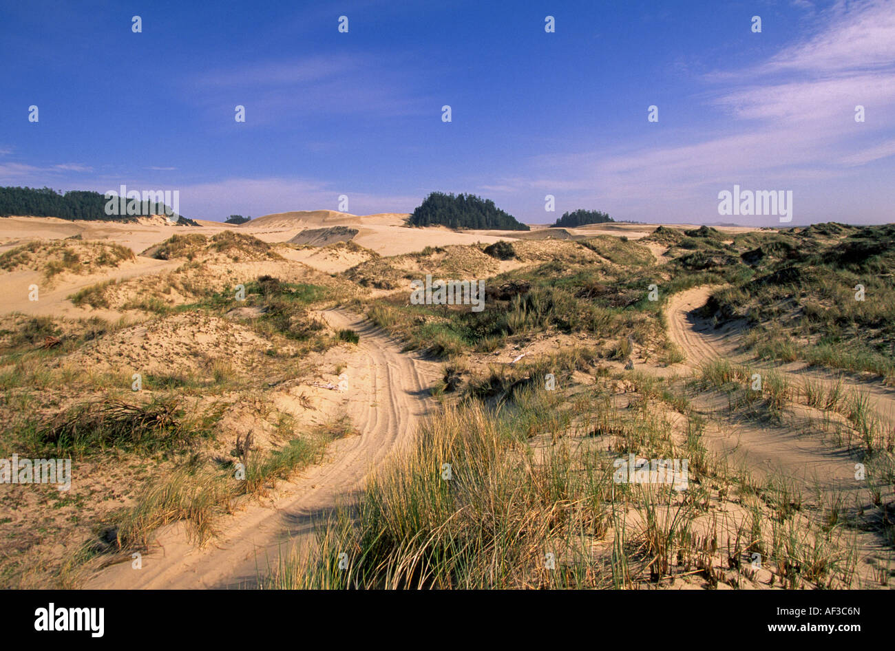 A view of the Oregon Dunes National Recreation Area near Florence Oregon Stock Photo Alamy