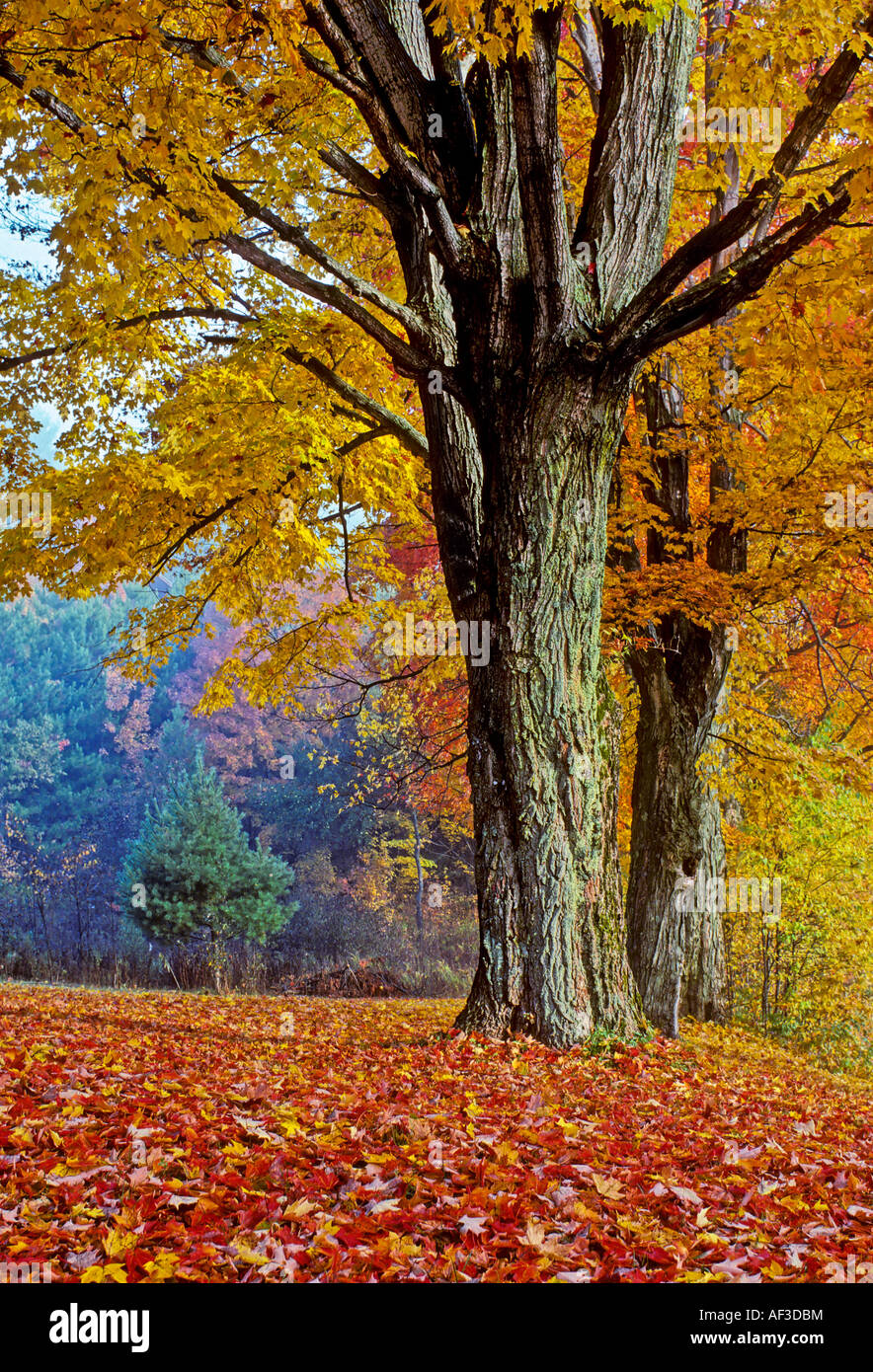 Sugar maple trees along a country road hires stock photography and
