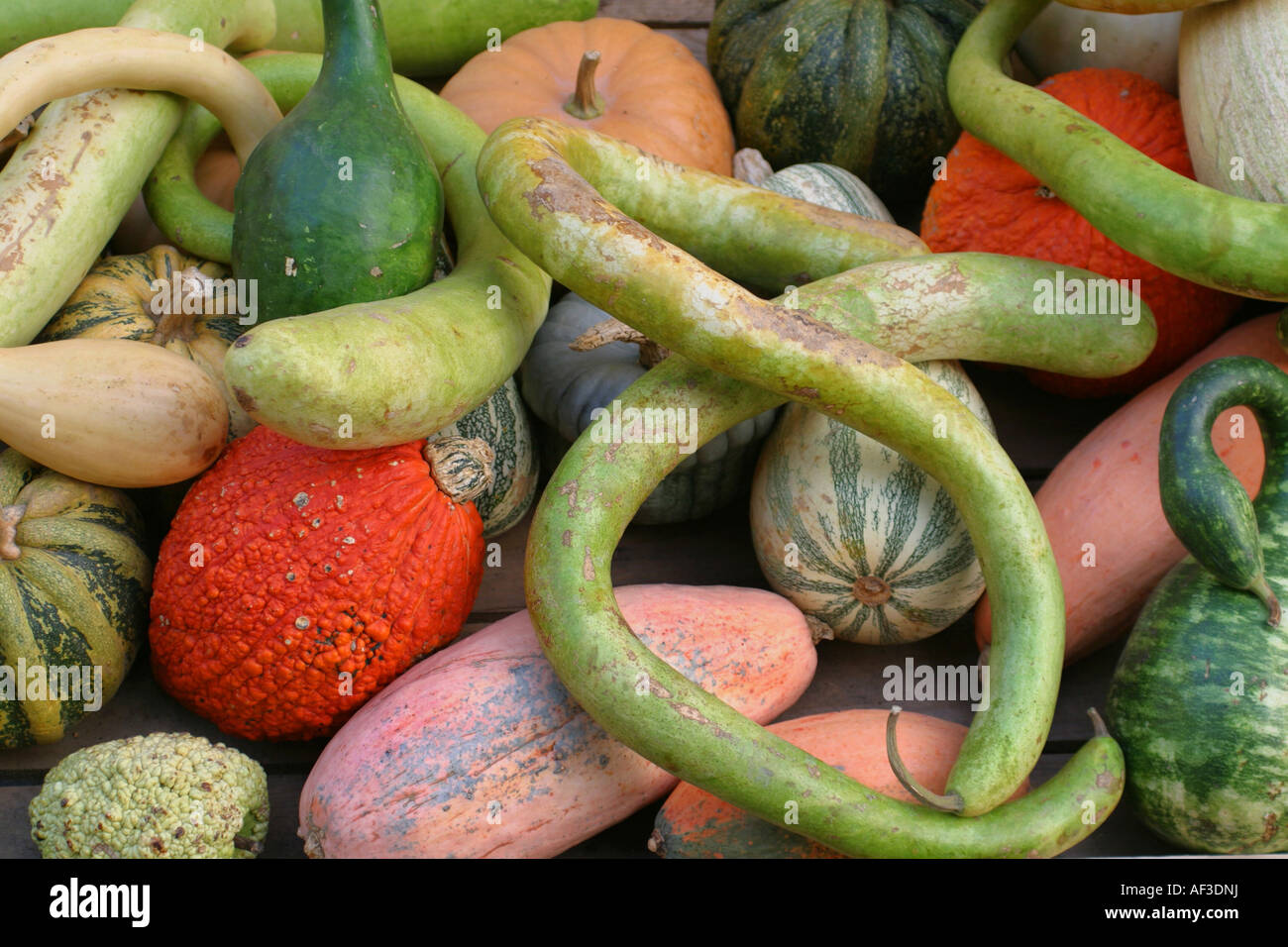 ornamental pumpkin (Cucurbita pepo convar. microcarpina), fruits mixed with Lagenaria siceraria Stock Photo