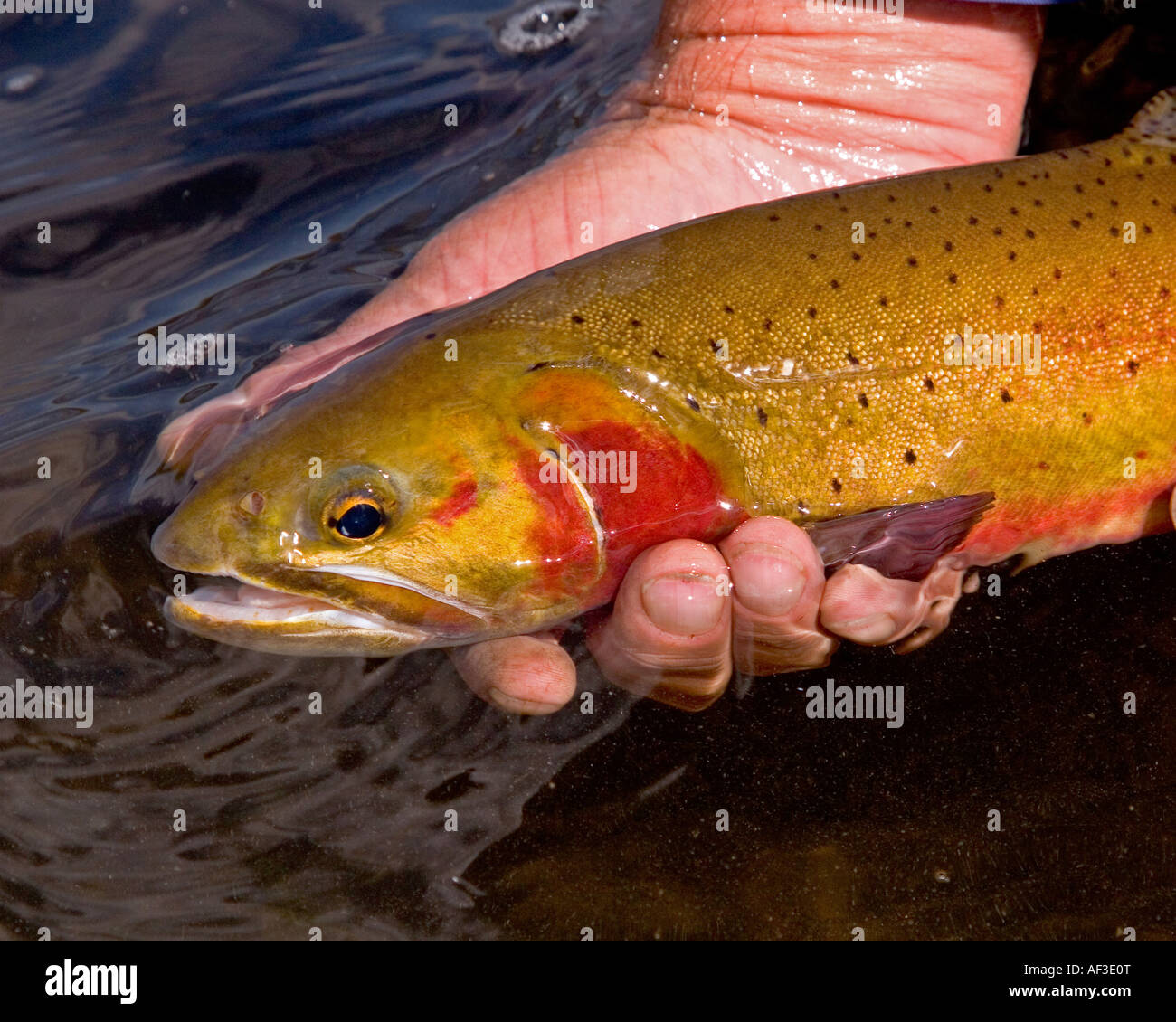 salmonids (Salmonidae), Fly Fishing, USA Stock Photo Alamy