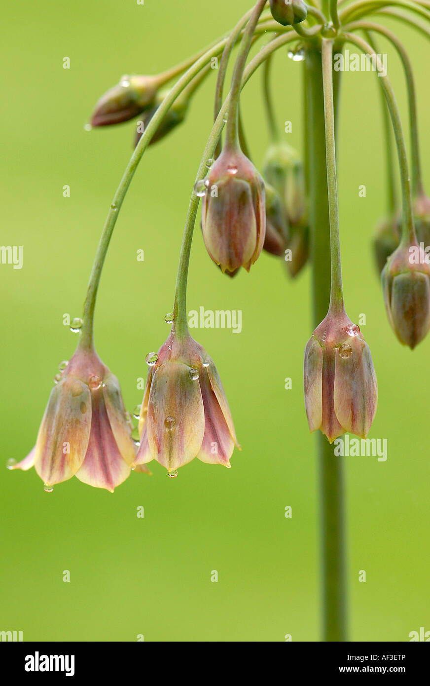 The Tall flowerheads of Allium bulgaricum - Nectaroscordum dioscordis Stock Photo