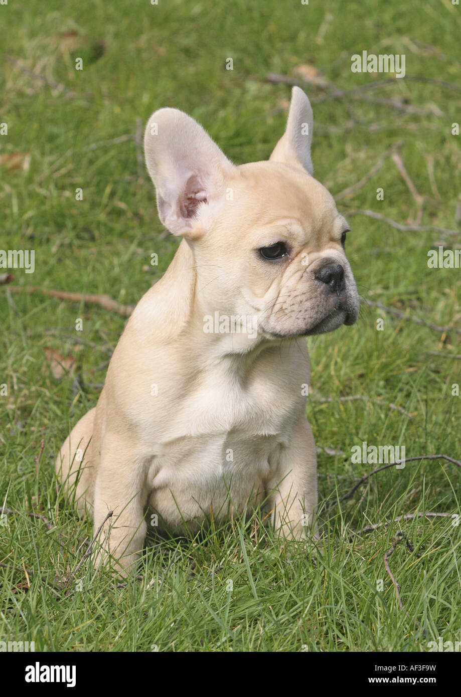 French Bulldog (Canis lupus f. familiaris), whelp sitting on a meadow Stock Photo
