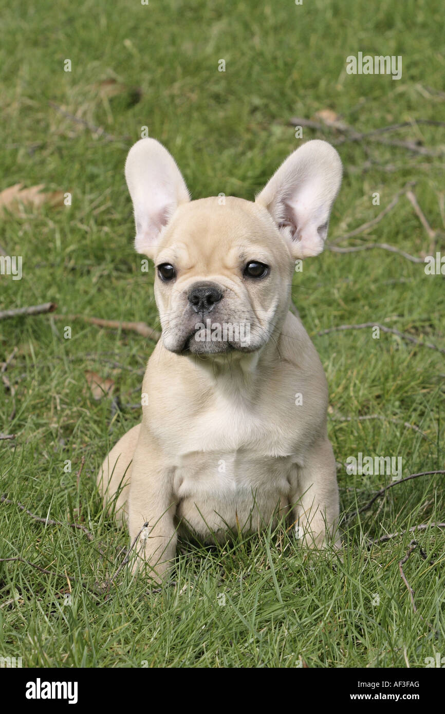French Bulldog (Canis lupus f. familiaris), whelp sitting on a meadow Stock Photo