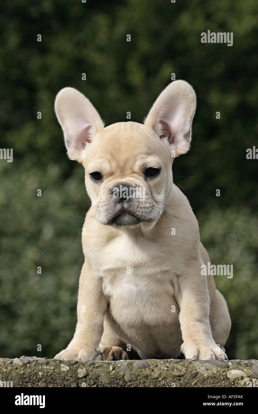 French Bulldog (Canis lupus f. familiaris), whelp sitting on a stair Stock Photo