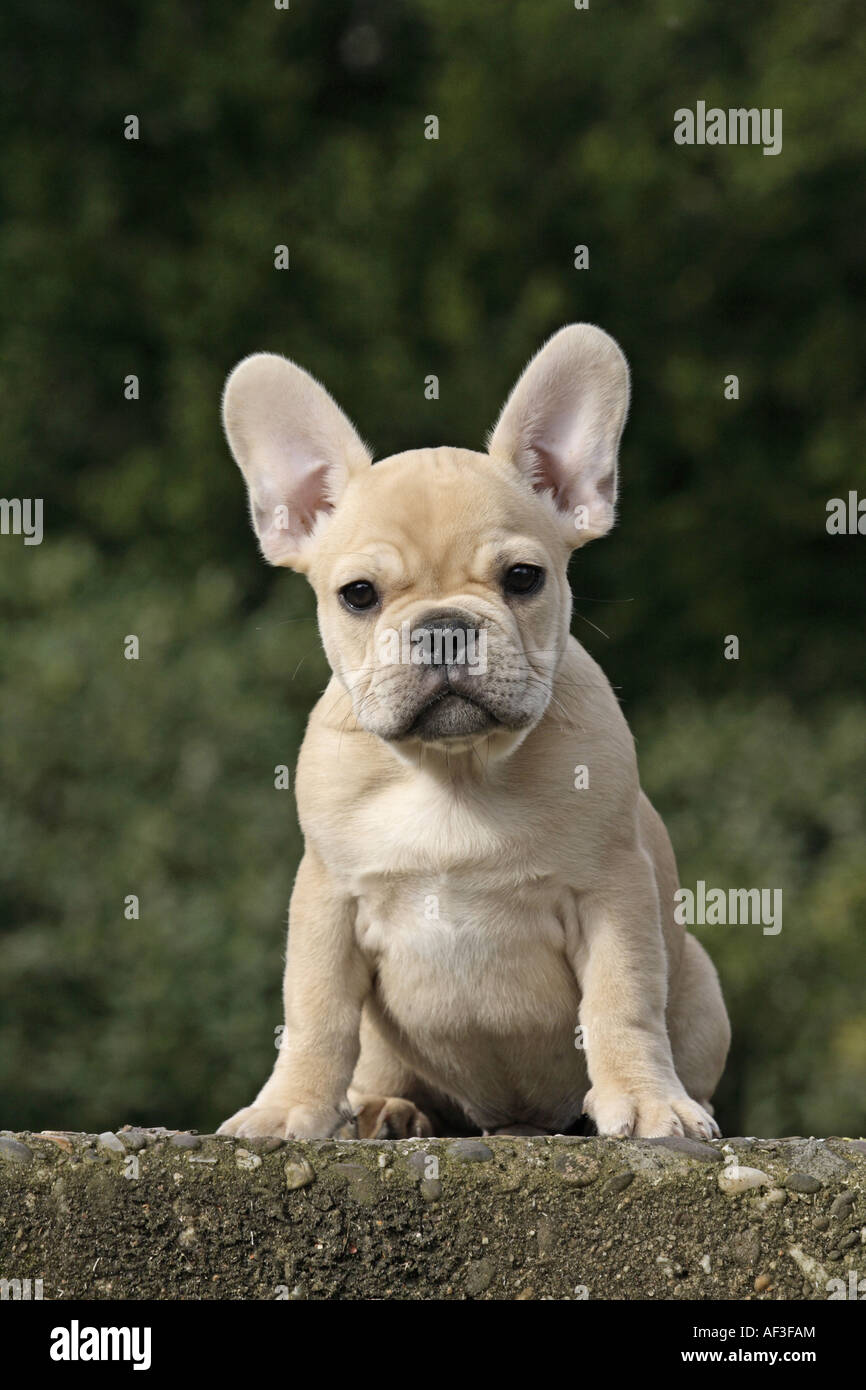 French Bulldog (Canis lupus f. familiaris), whelp sitting on a stair Stock Photo
