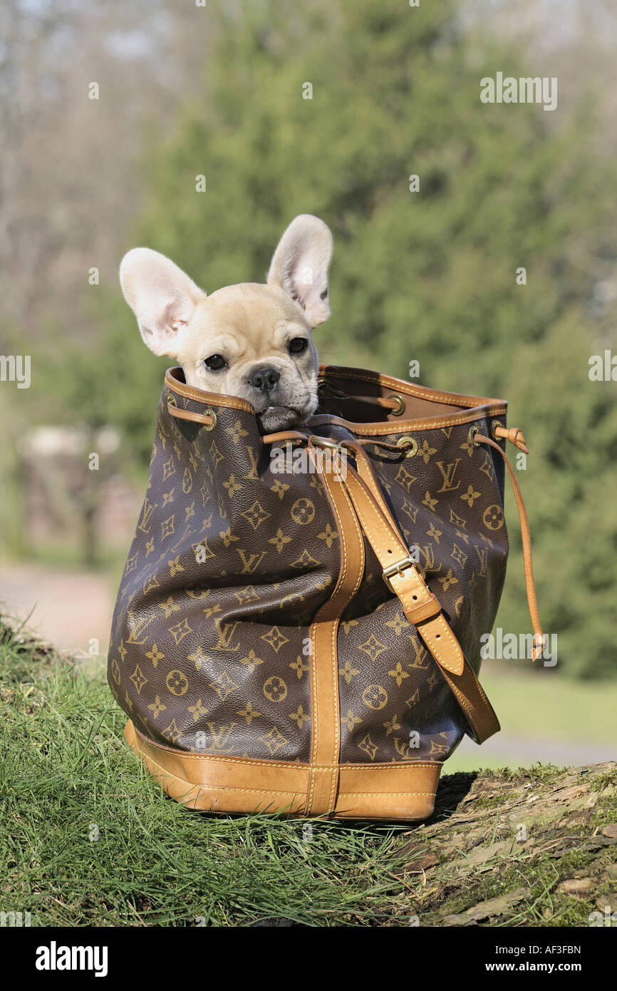 Chihuahua bag hi-res stock photography and images - Alamy