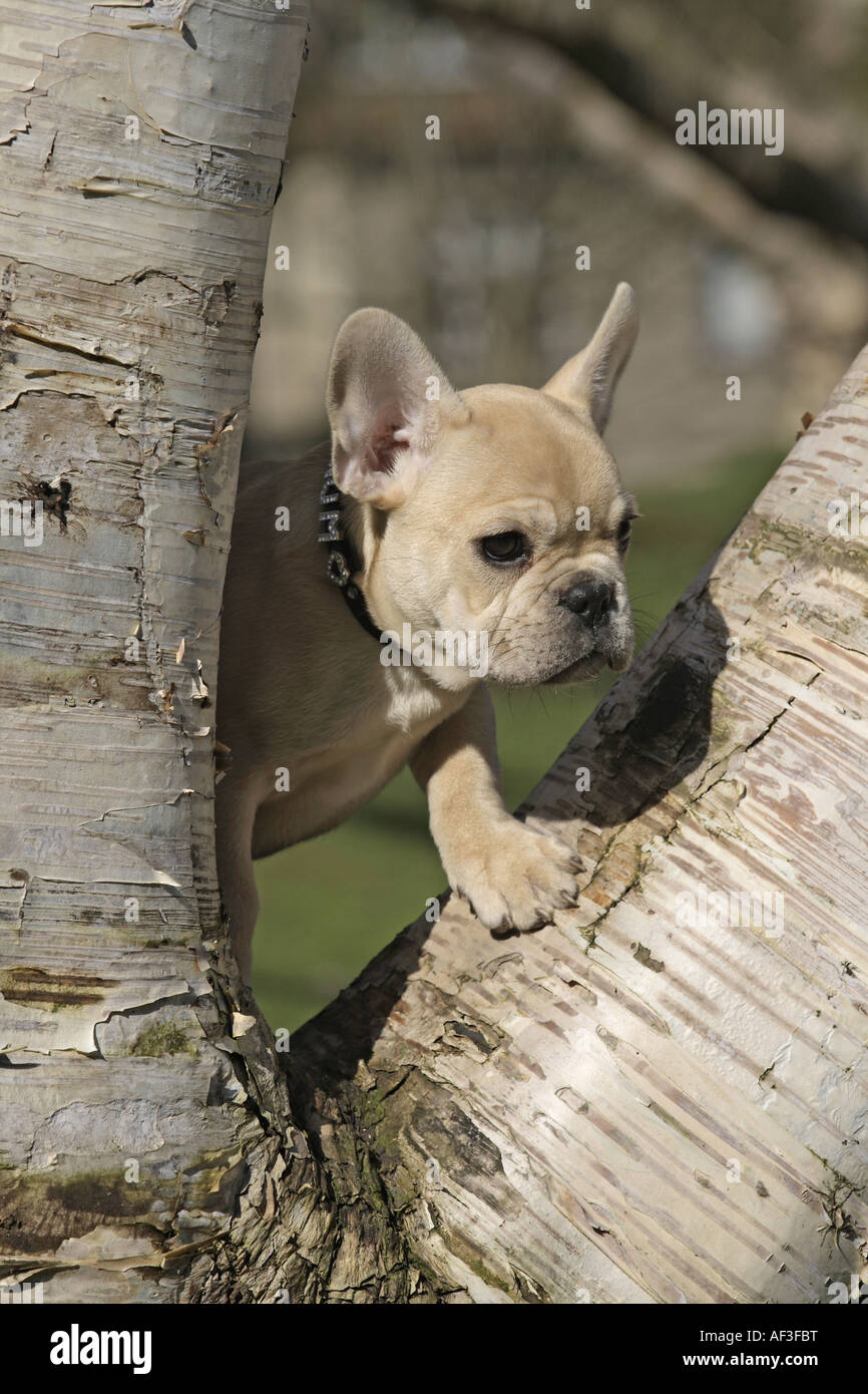 French Bulldog (Canis lupus f. familiaris), whlep in crotch Stock Photo