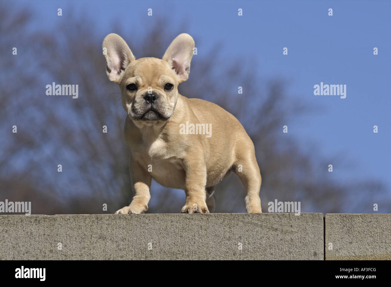 French Bulldog (Canis lupus f. familiaris), whelp standing on a wall Stock Photo
