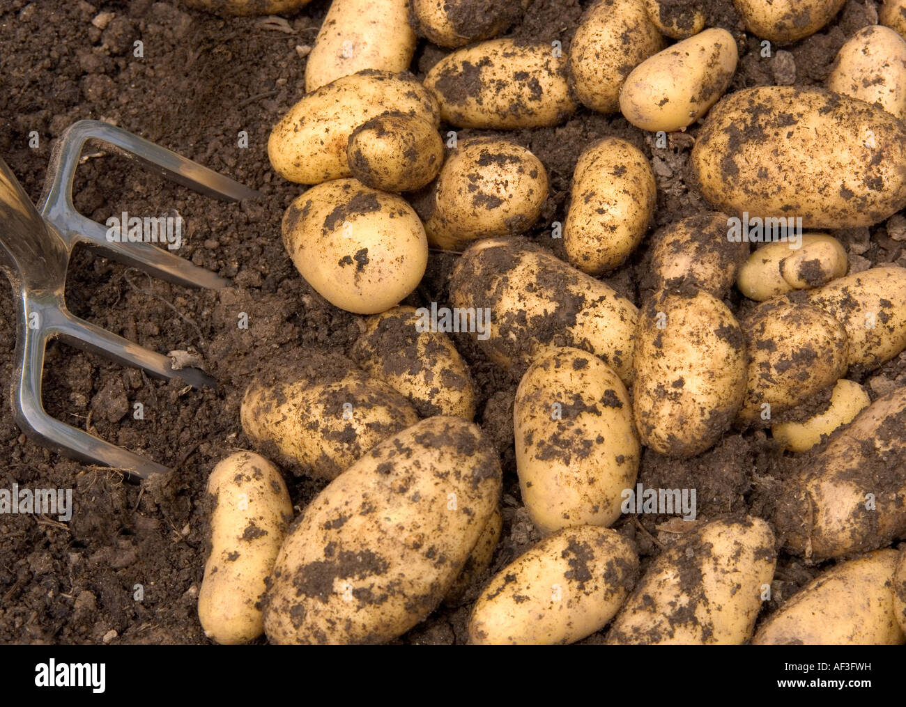 Charlotte potatoes being lifted by hand Stock Photo Alamy