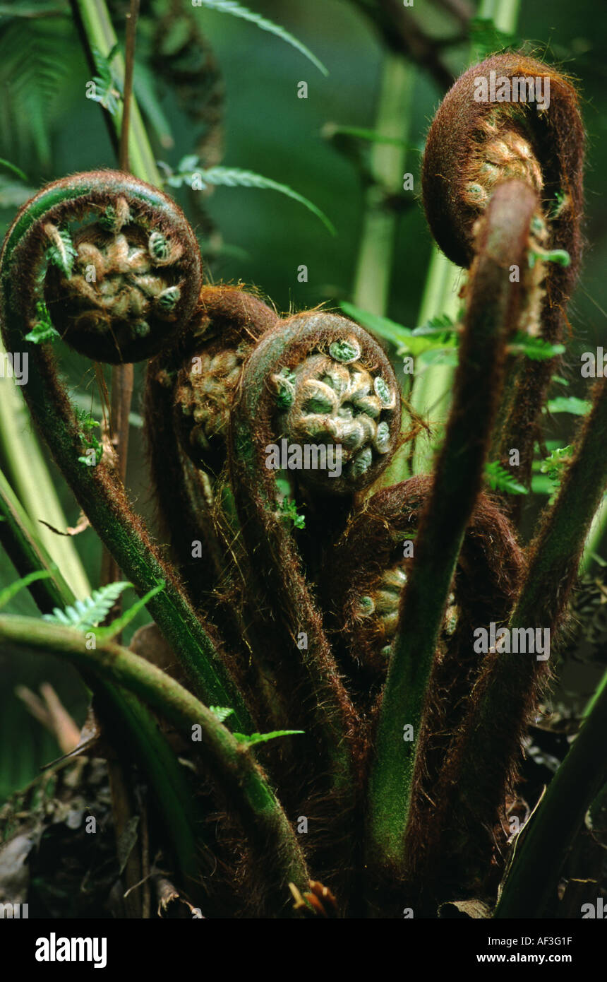 Uncurling fronds from Rough Tree Fern Cyathea australis Stock Photo