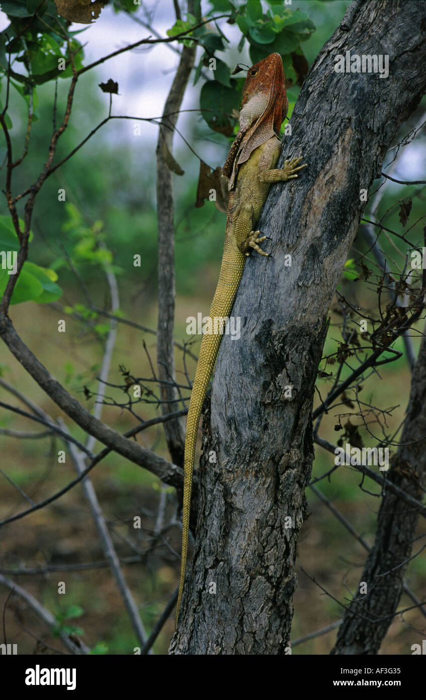 Frilled Neck Lizard Chlamydosaurus kingii hiding on tree in outback Australia Stock Photo