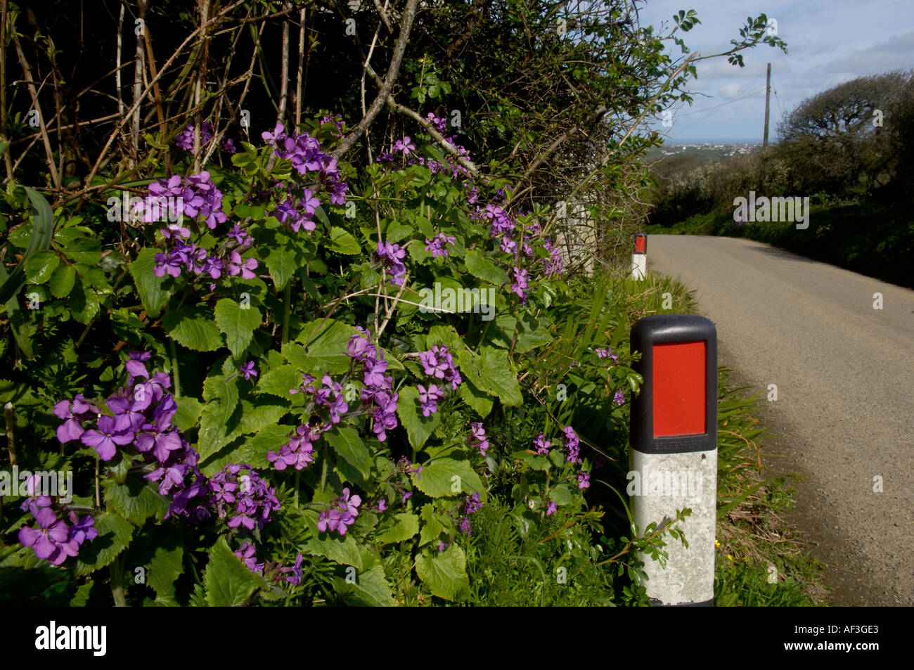 Wild flowers in the verge of a country lane near Treligga North Cornwall Stock Photo