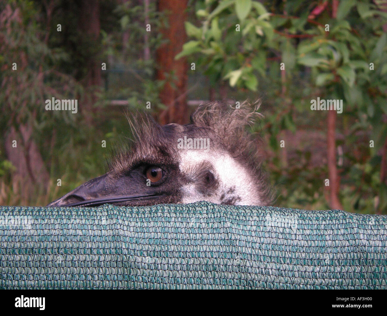 Emu Australia Zoo Queensland Stock Photo - Alamy