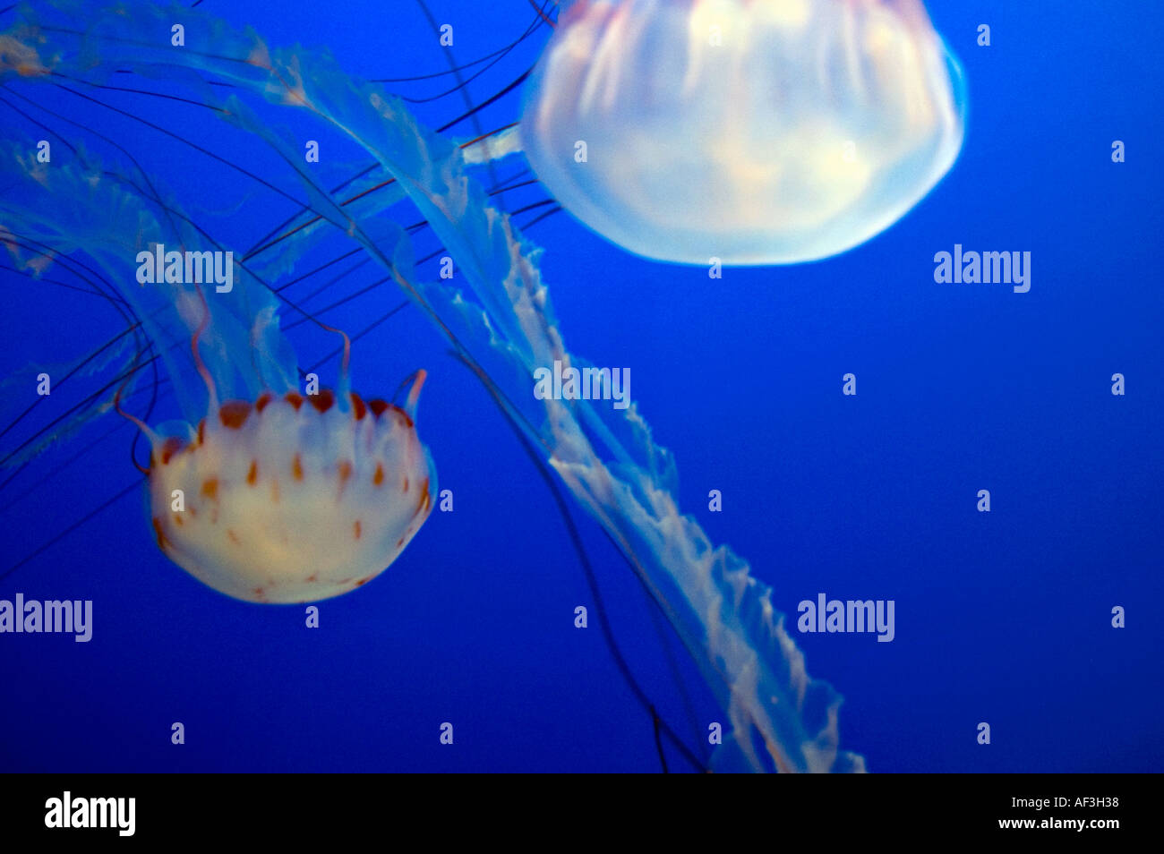 Two jellyfish float through the water at Monterey Bay Aquarium in
