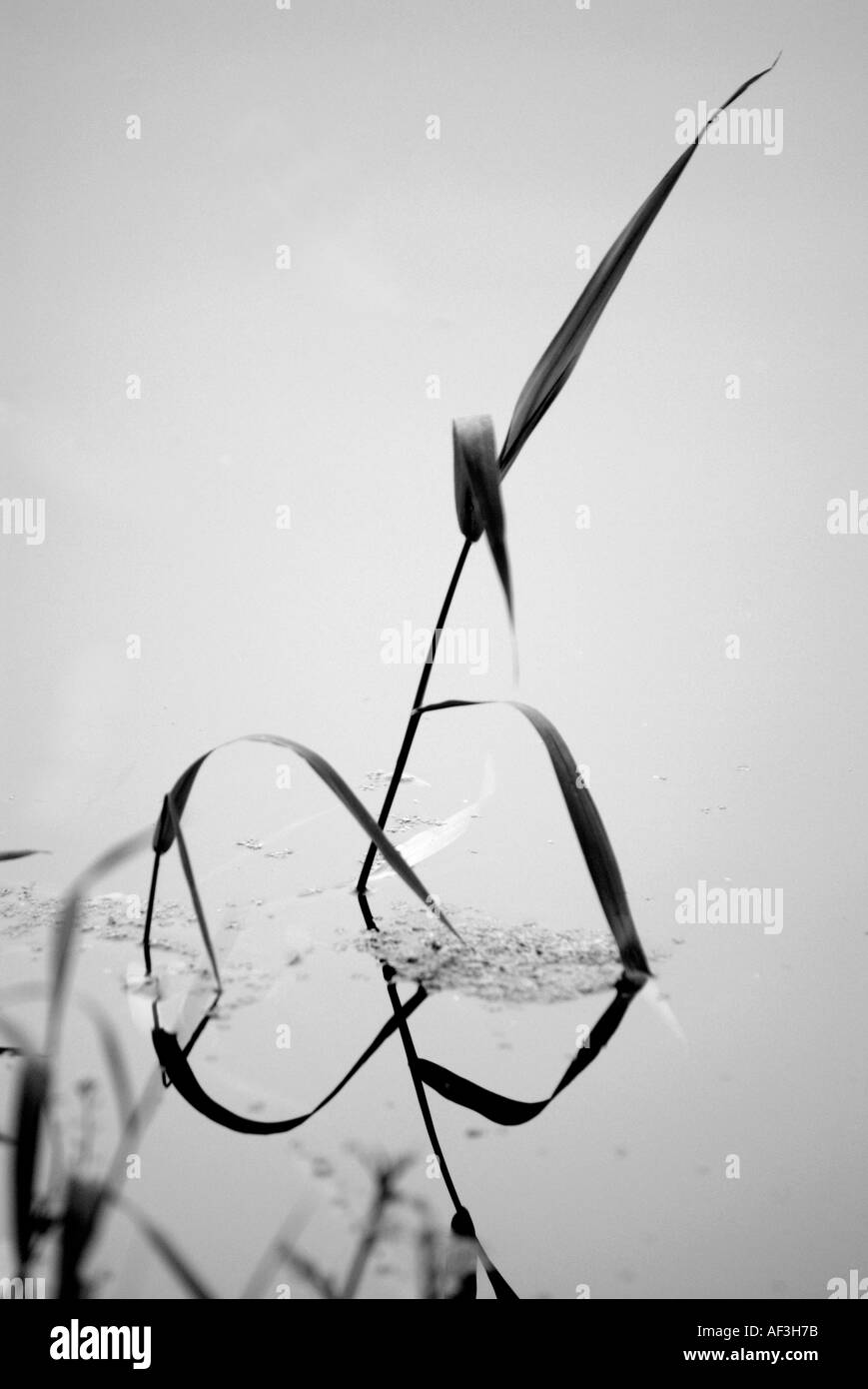 Norfolk rivers Black and White Stock Photos & Images - Alamy