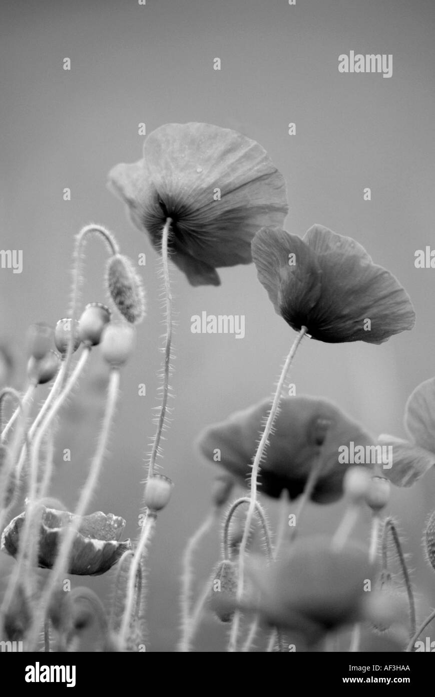 Flowers and poppies Black and White Stock Photos & Images - Alamy