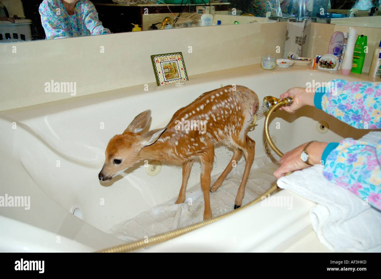 Young deer fawn being bathed during rehabilitation and medical treatment of  injuries Stock Photo - Alamy