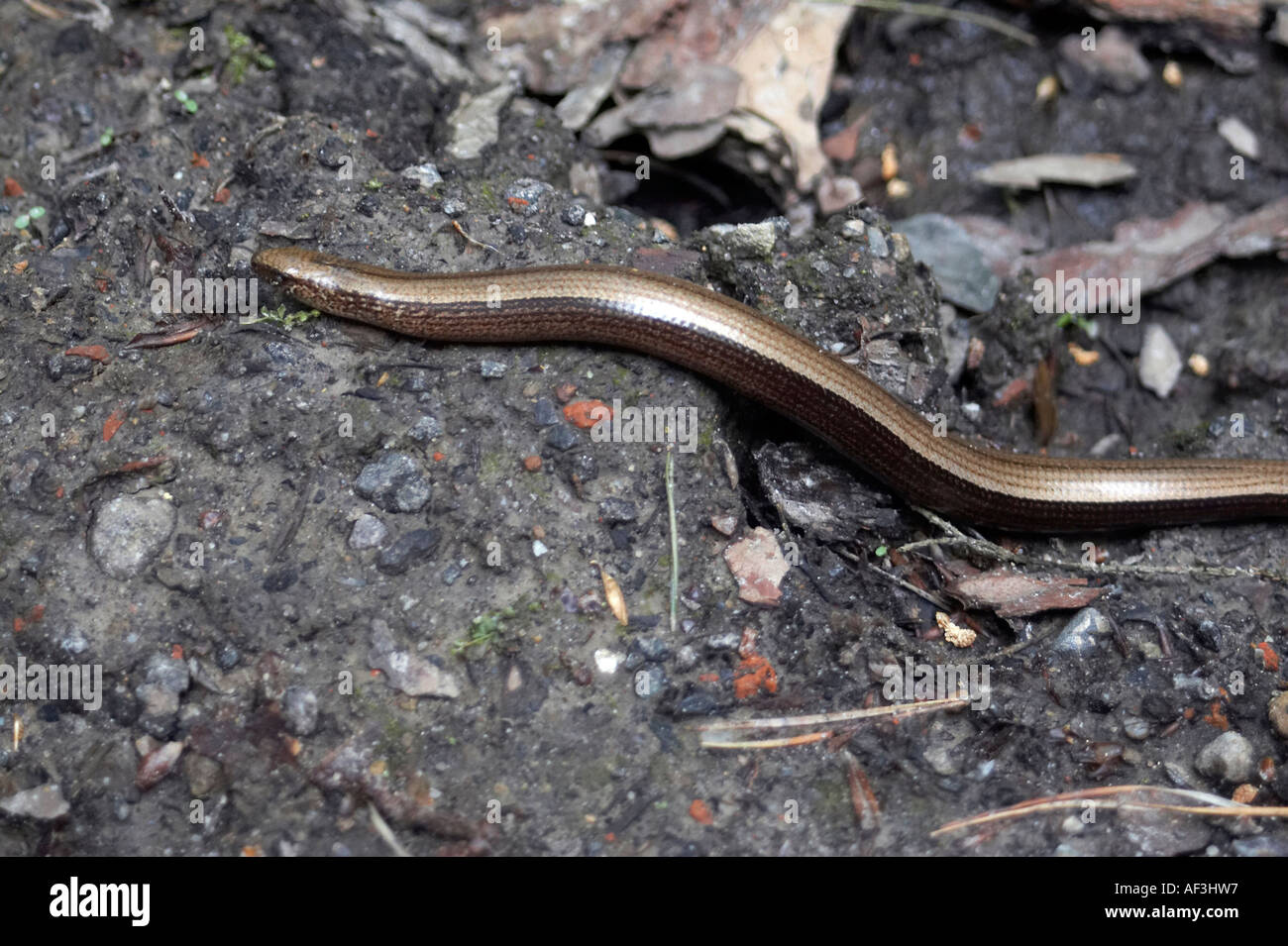 Anguis fragilis the slow worm, slowworm, slowworm, blindworm or blind