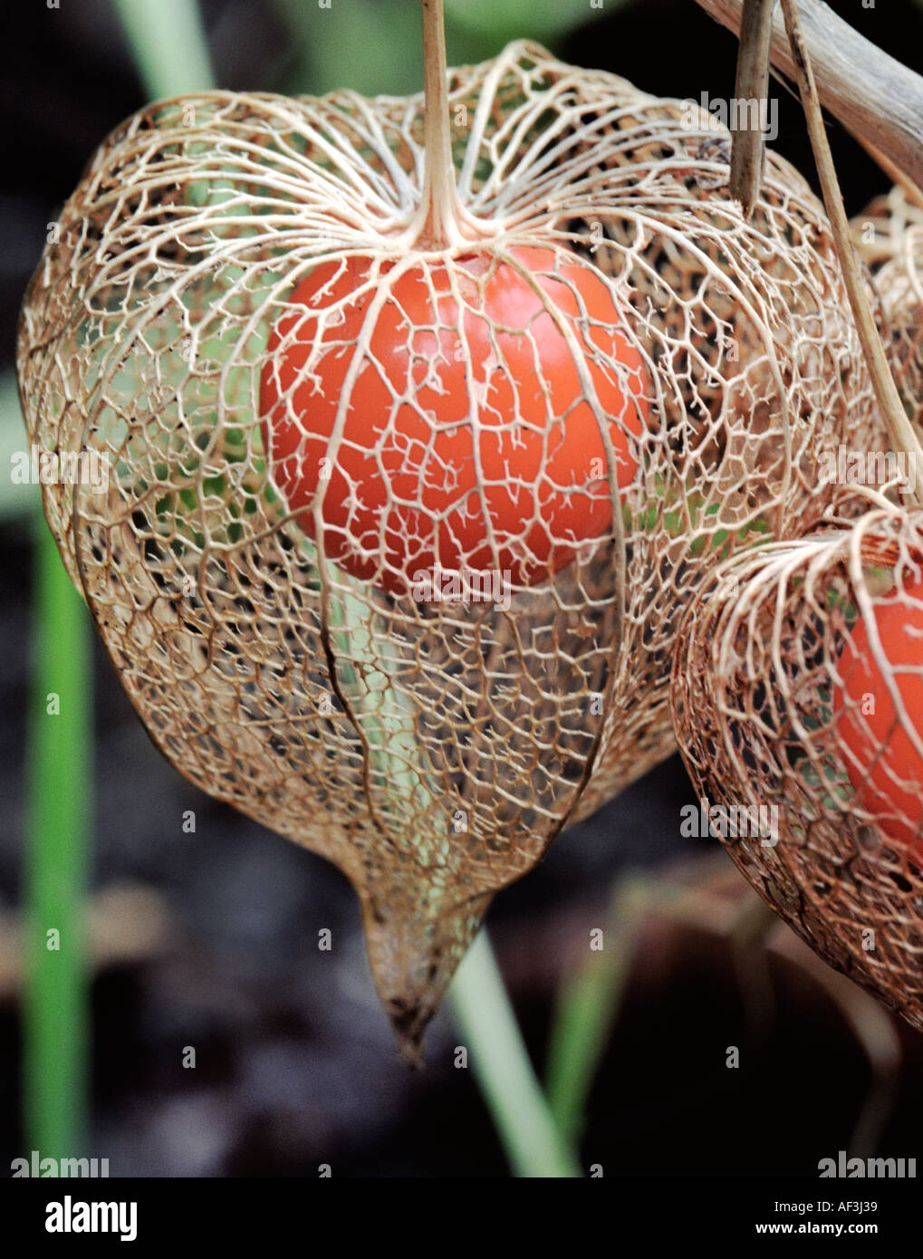 Chinese lantern plant physalis alkekengi with its round fruits contained in  lantern shaped calyces which became skeletal Stock Photo - Alamy