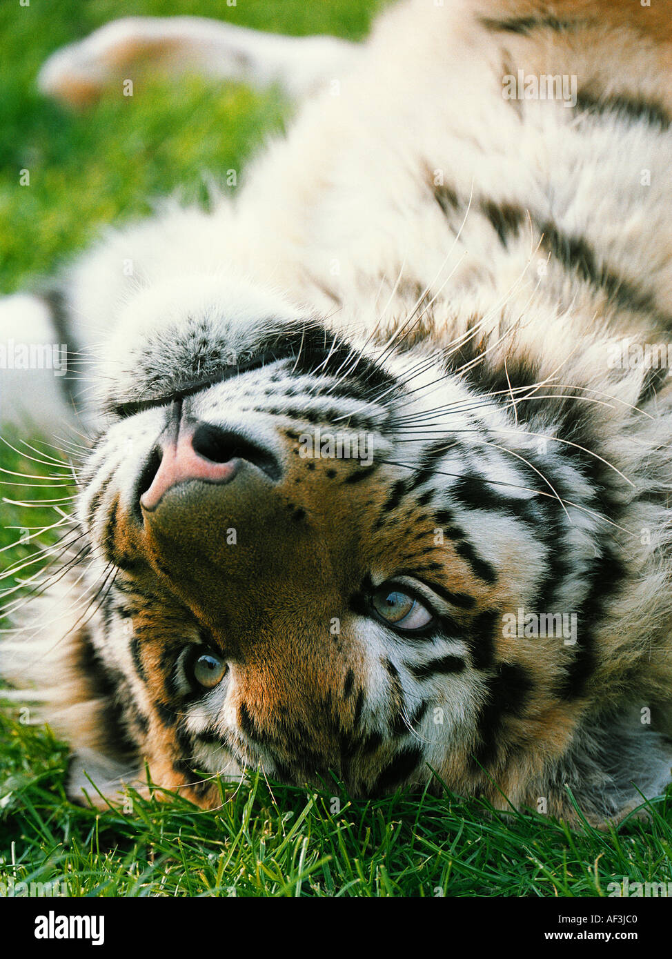 Chilled Tiger Marwell Zoo Hampshire England United Kingdom Stock Photo