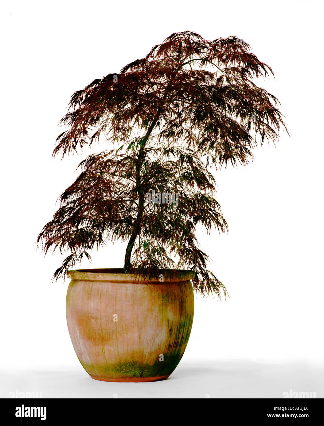 A Japanese maple tree,  Acer palmatum disectum, in an earthenware pot. These trees prefer acid soil and calcium-free water. Stock Photo