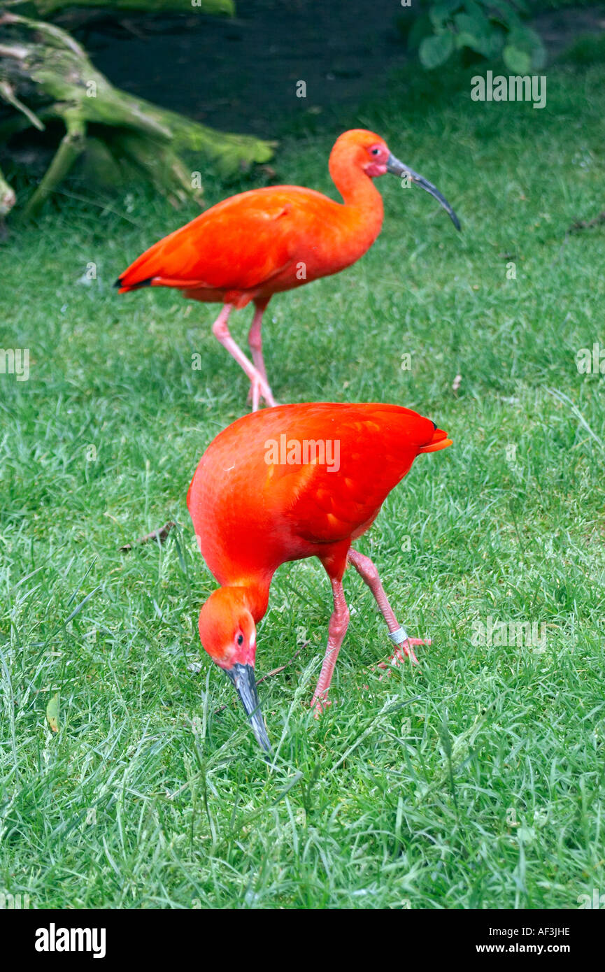 Ibis rouge hi-res stock photography and images - Alamy