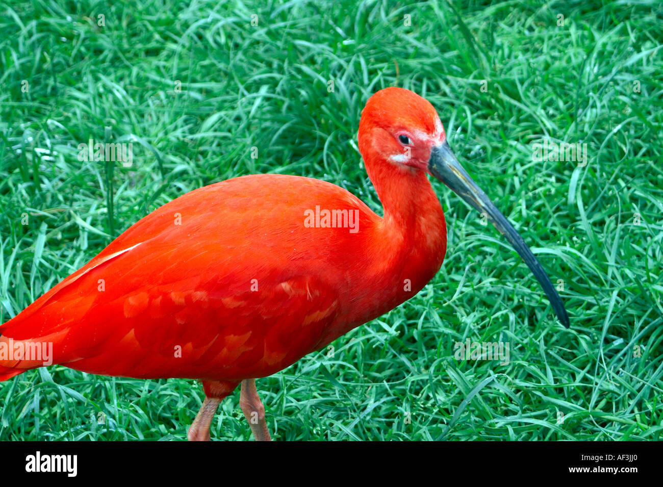 Ibis rouge hi-res stock photography and images - Alamy