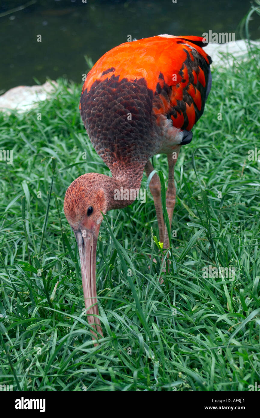Ibis rouge hi-res stock photography and images - Alamy