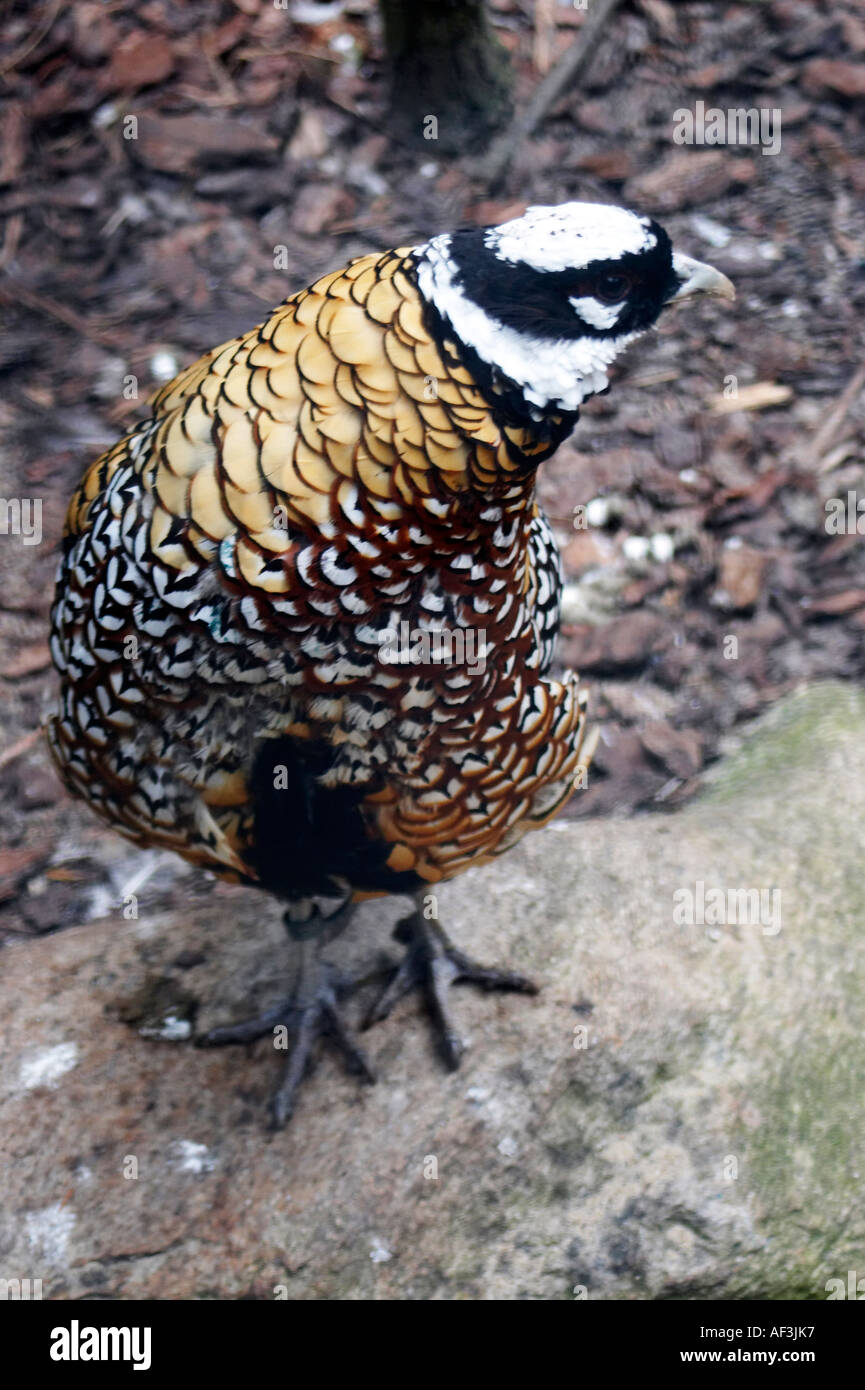 Reeves S Pheasant Faisan Venere Koenigsfasan Syrmaticus Reevesi Stock Photo Alamy Reeves S Pheasant Faisan Venere Koenigsfasan Syrmaticus Reevesi Stock Photo Alamy