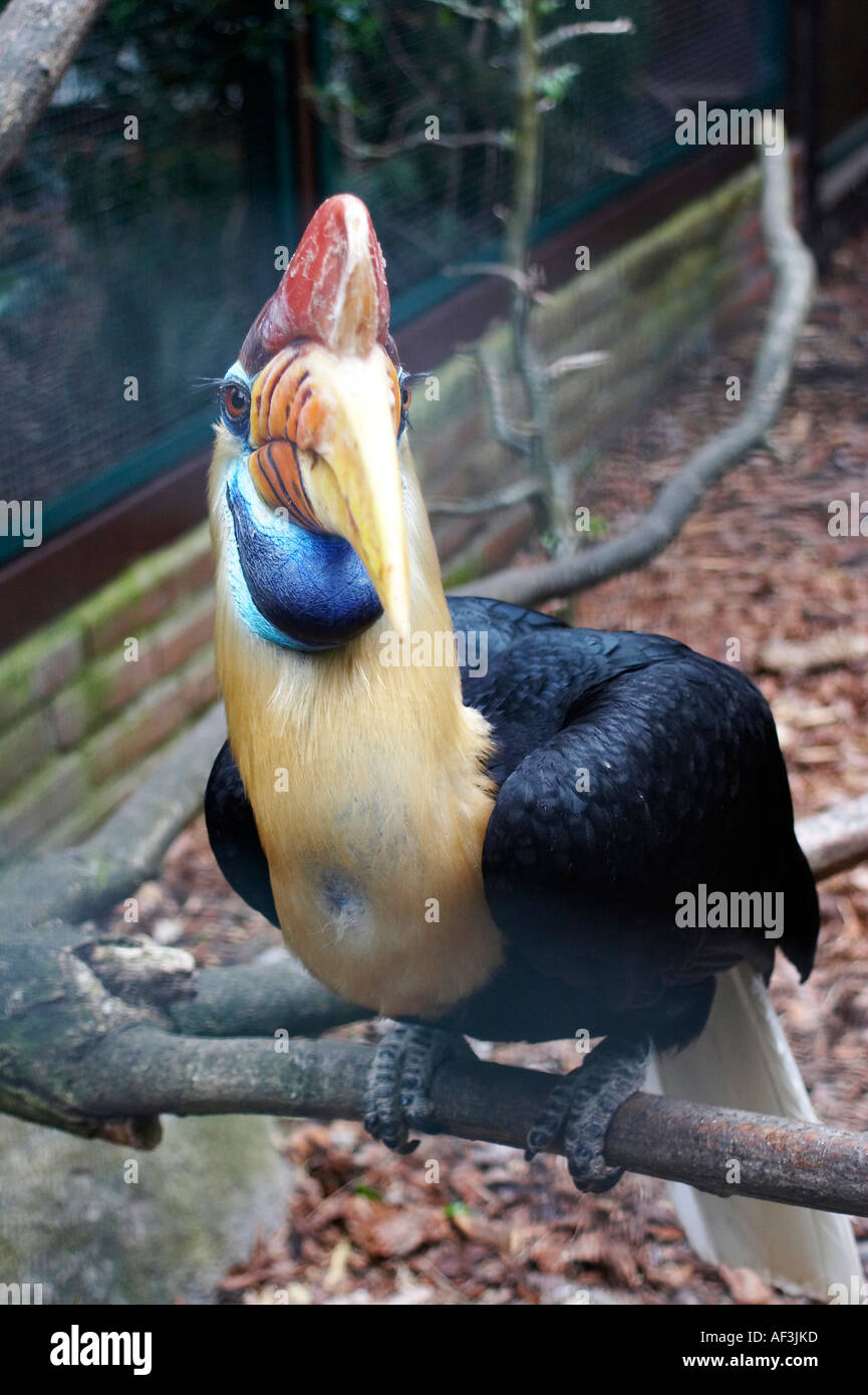 Sulawesi Wrinkled Hornbill. Calao a cimier. Sulawesi-Hornvogel. Aceros cassidix Stock Photo