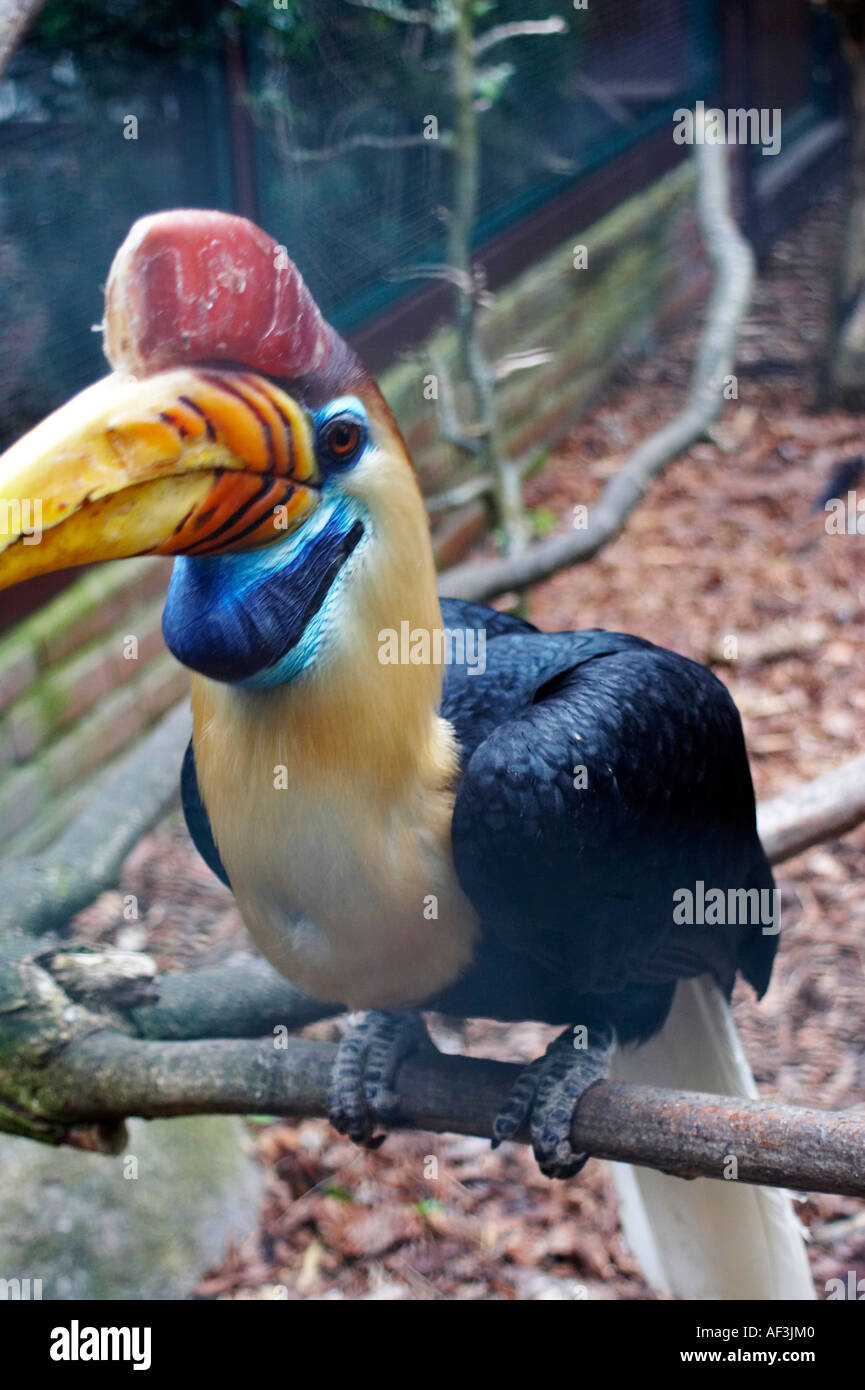 Sulawesi Wrinkled Hornbill. Calao a cimier. Sulawesi-Hornvogel. Aceros cassidix Stock Photo