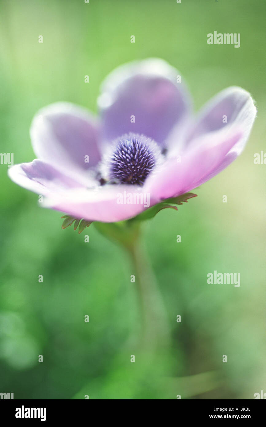 One of the anemones which flower prolificly on the hills fields and roadsides on Cyprus in February Stock Photo