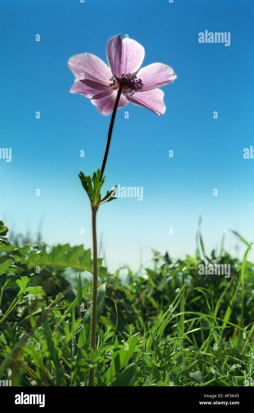One of the anemones which flower prolificly on the hills fields and roadsides on Cyprus in February Stock Photo