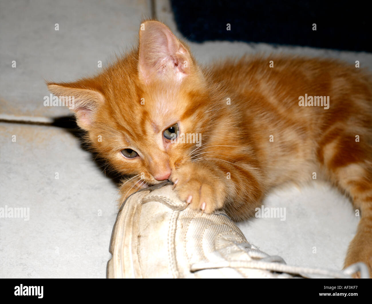 Eight Week Old Kitten Shoe Stock Photo
