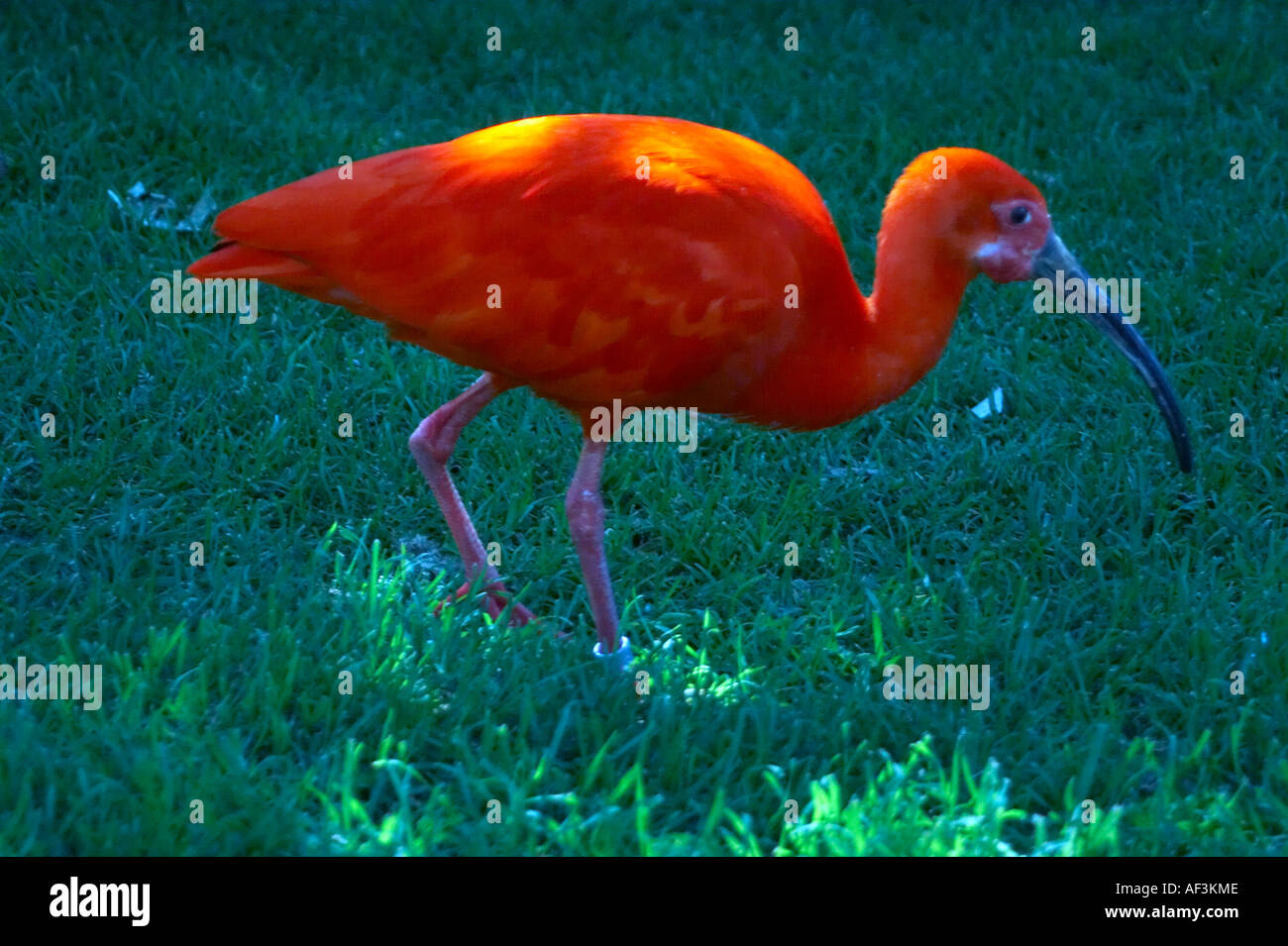 Ibis rouge hi-res stock photography and images - Alamy