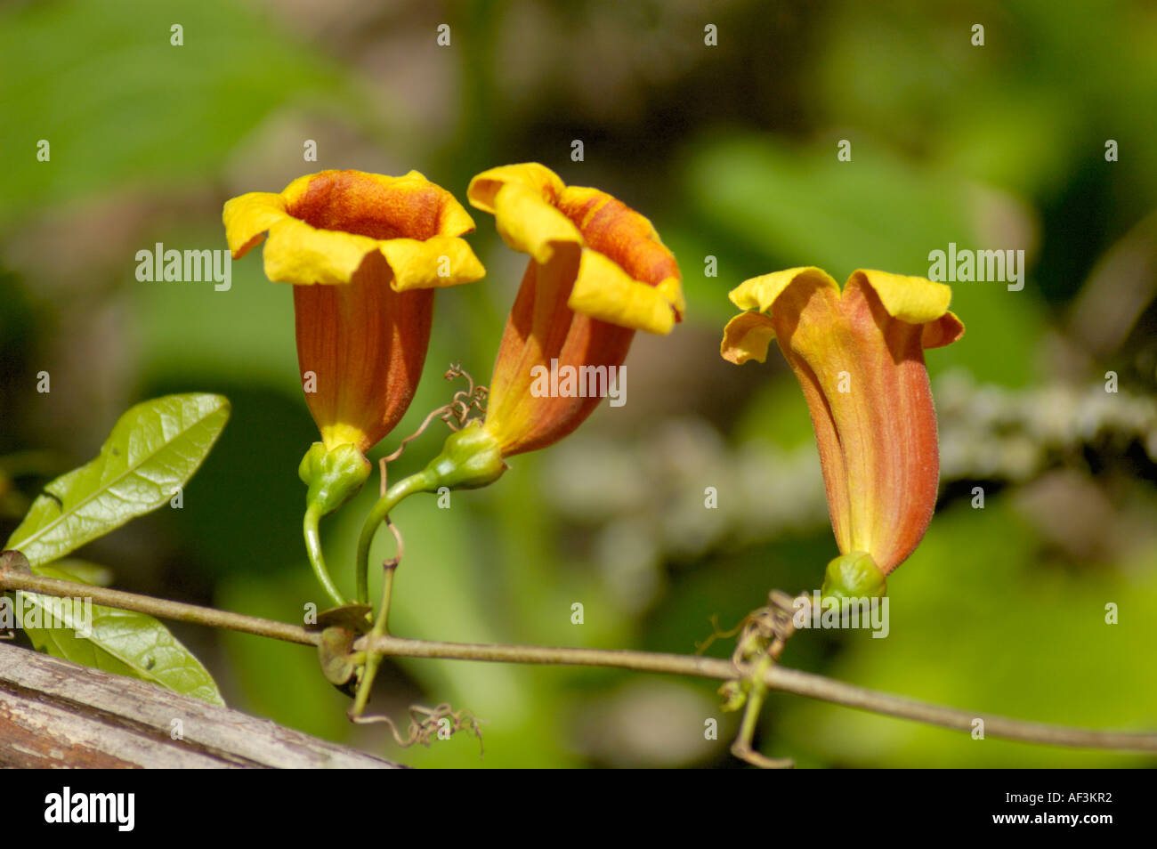 Cross Vine or Trumpet Flower wildflowers Stock Photo Alamy