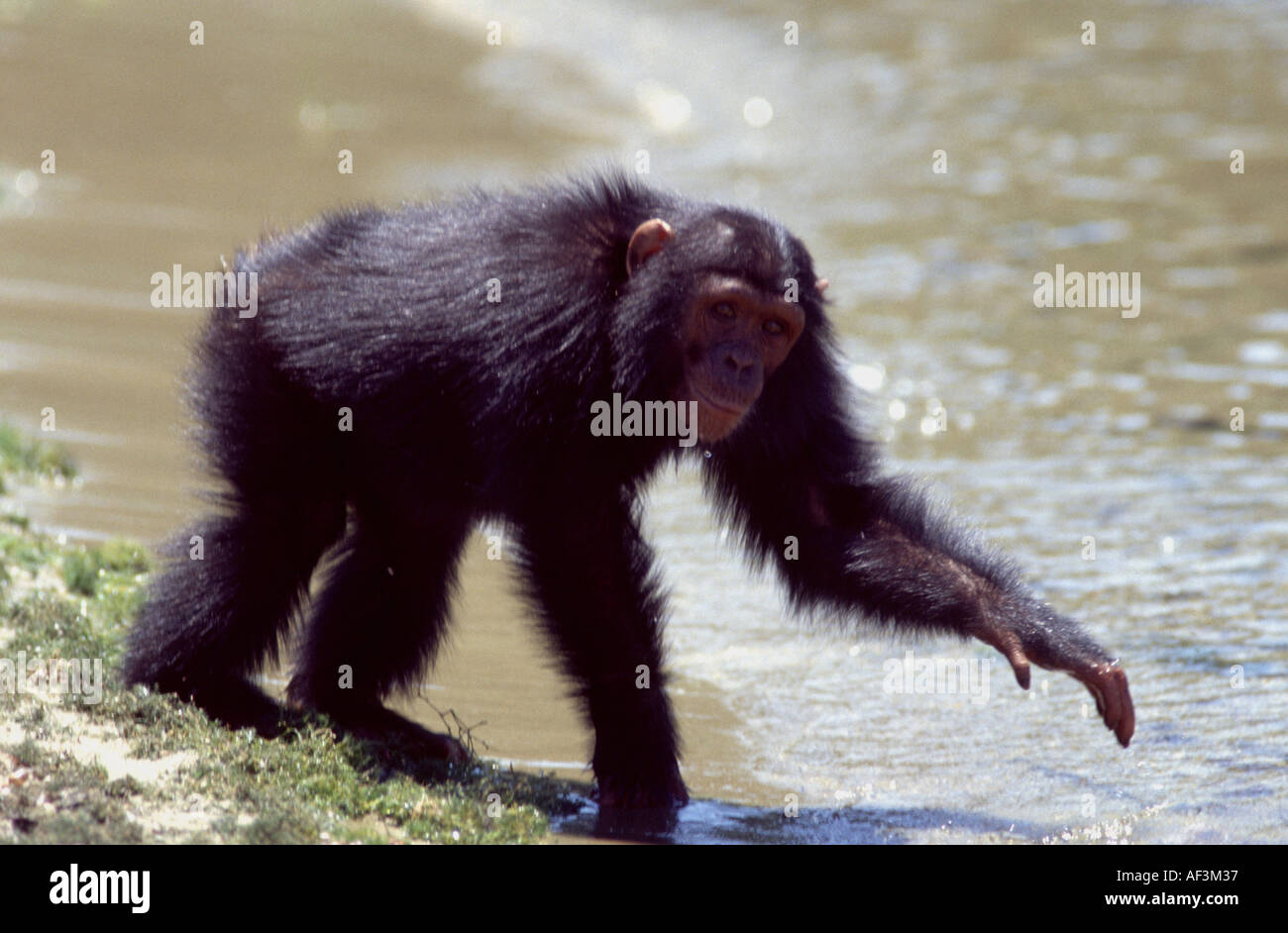 chimp, Pan troglodytes Stock Photo