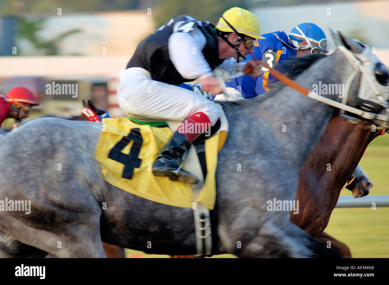 Horses racing at the annual quarter Horse races at the Red Mile track