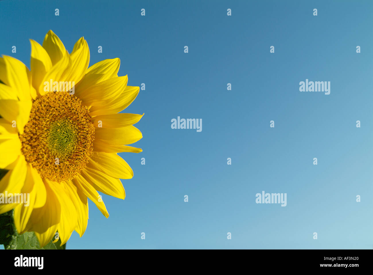 Sunflower petals sunflower seed sunflower head Stock Photo