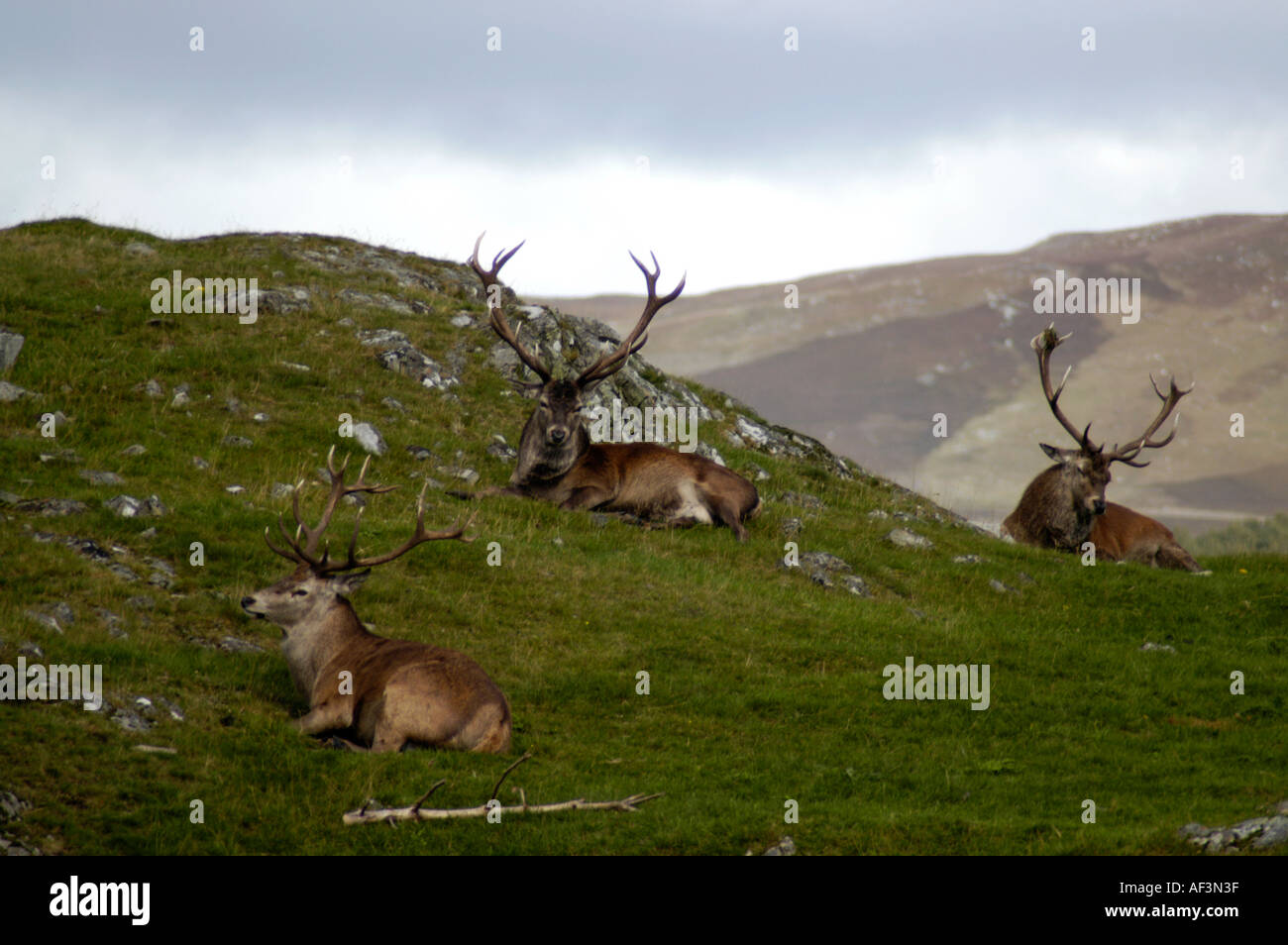 Red Deer in the Scottish Highlands Stock Photo