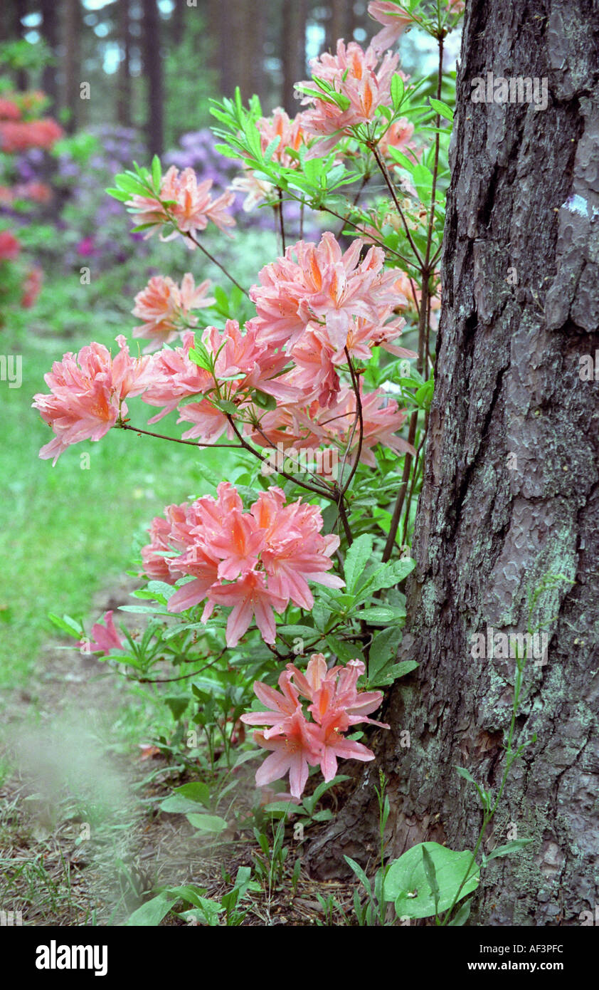 Flowering Rhododendron next to pine tree in Babite Rhododendron Park Latvia Stock Photo