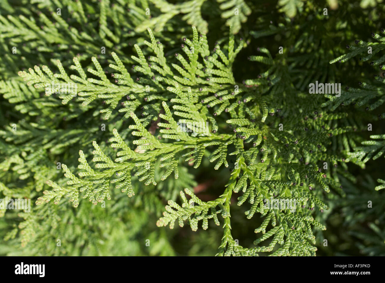 Cupressaceae - Thuja koraiensis Stock Photo - Alamy