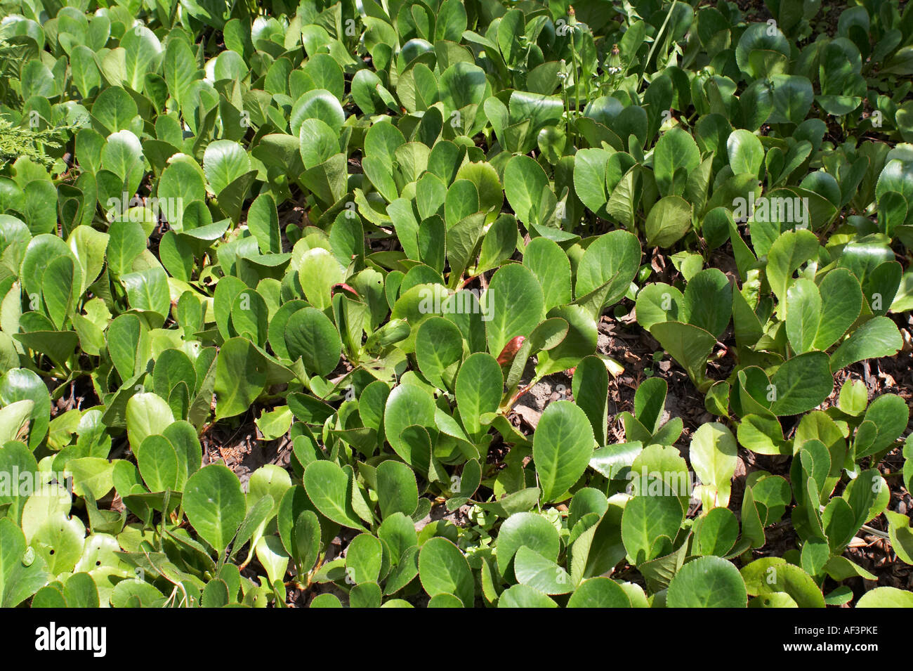 Saxifragaceae - Bergenia purpurascens Stock Photo