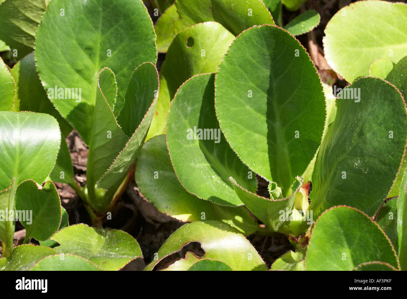 Saxifragaceae - Bergenia purpurascens Stock Photo