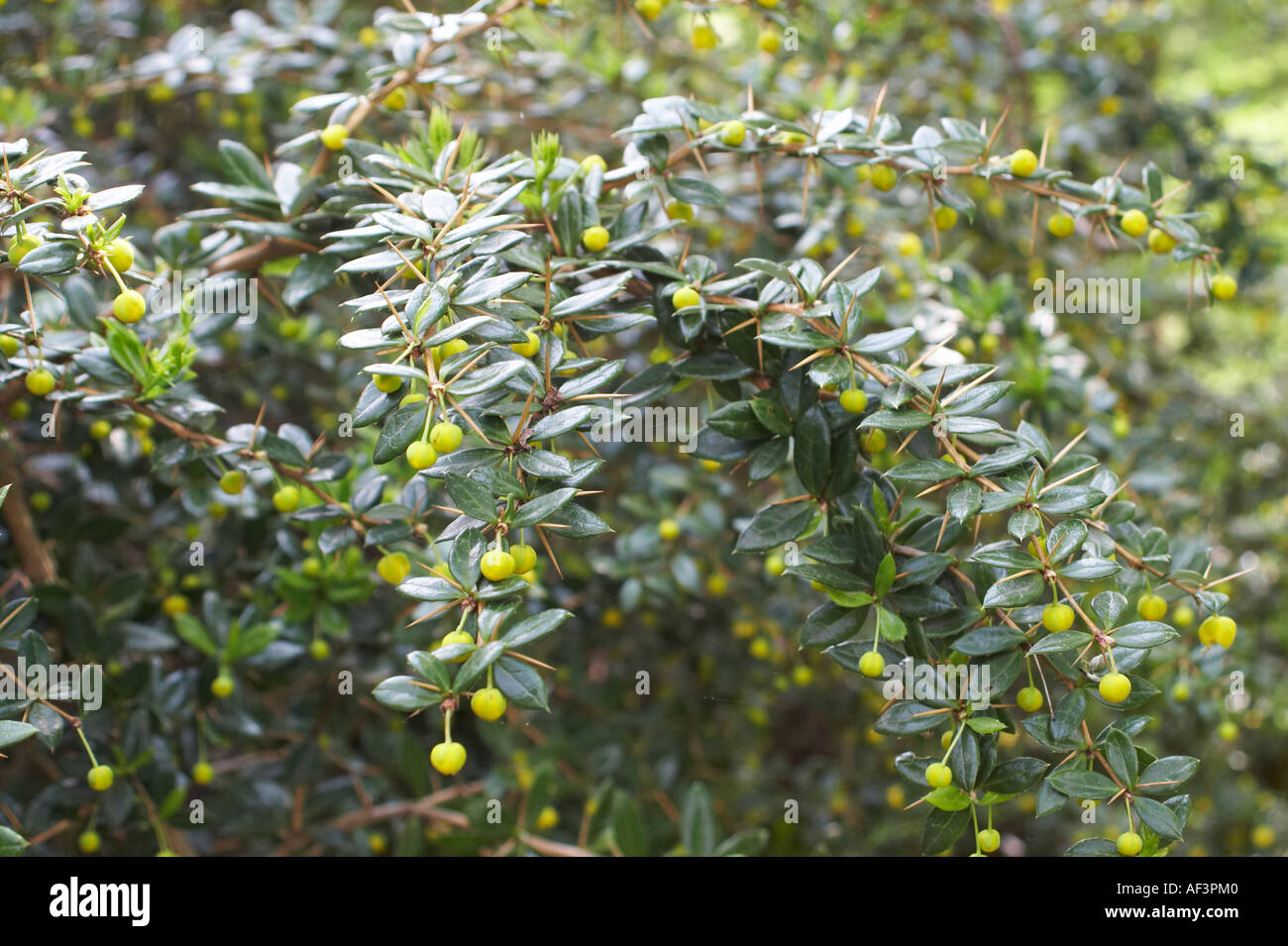 Berberidaceae - Berberis candidula Stock Photo