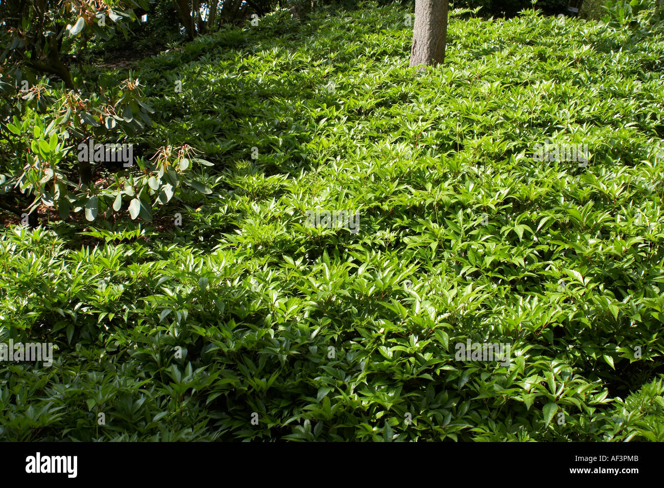 Rosaceae - Photinia villosa Stock Photo
