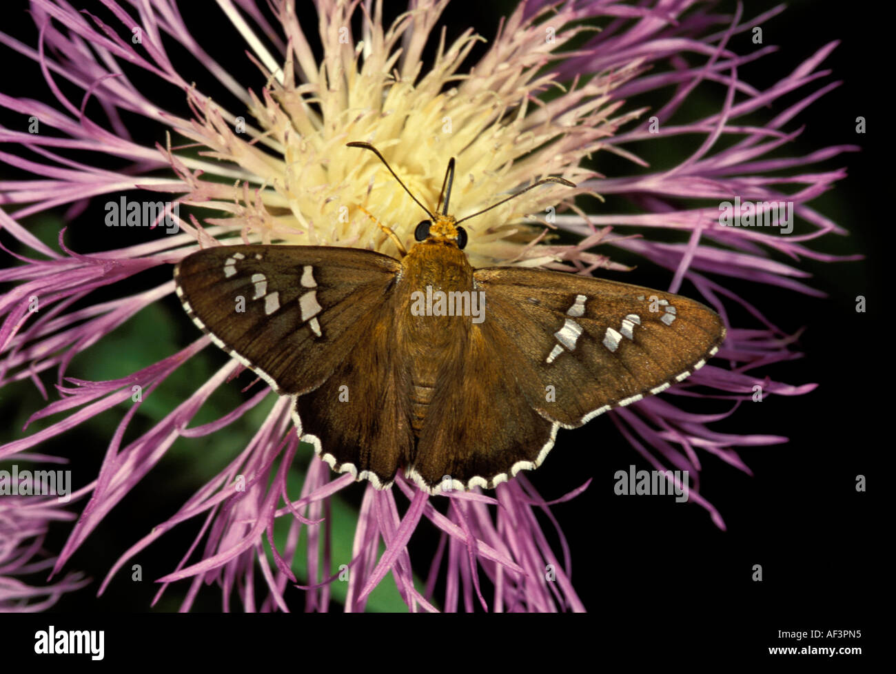 Firetip butterfly hi-res stock photography and images - Alamy