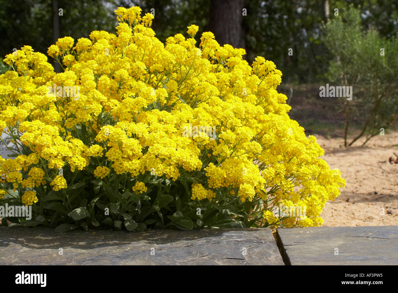 Brassicaceae - Alyssum saxatile. Gold Dust, Basket of Gold Stock Photo