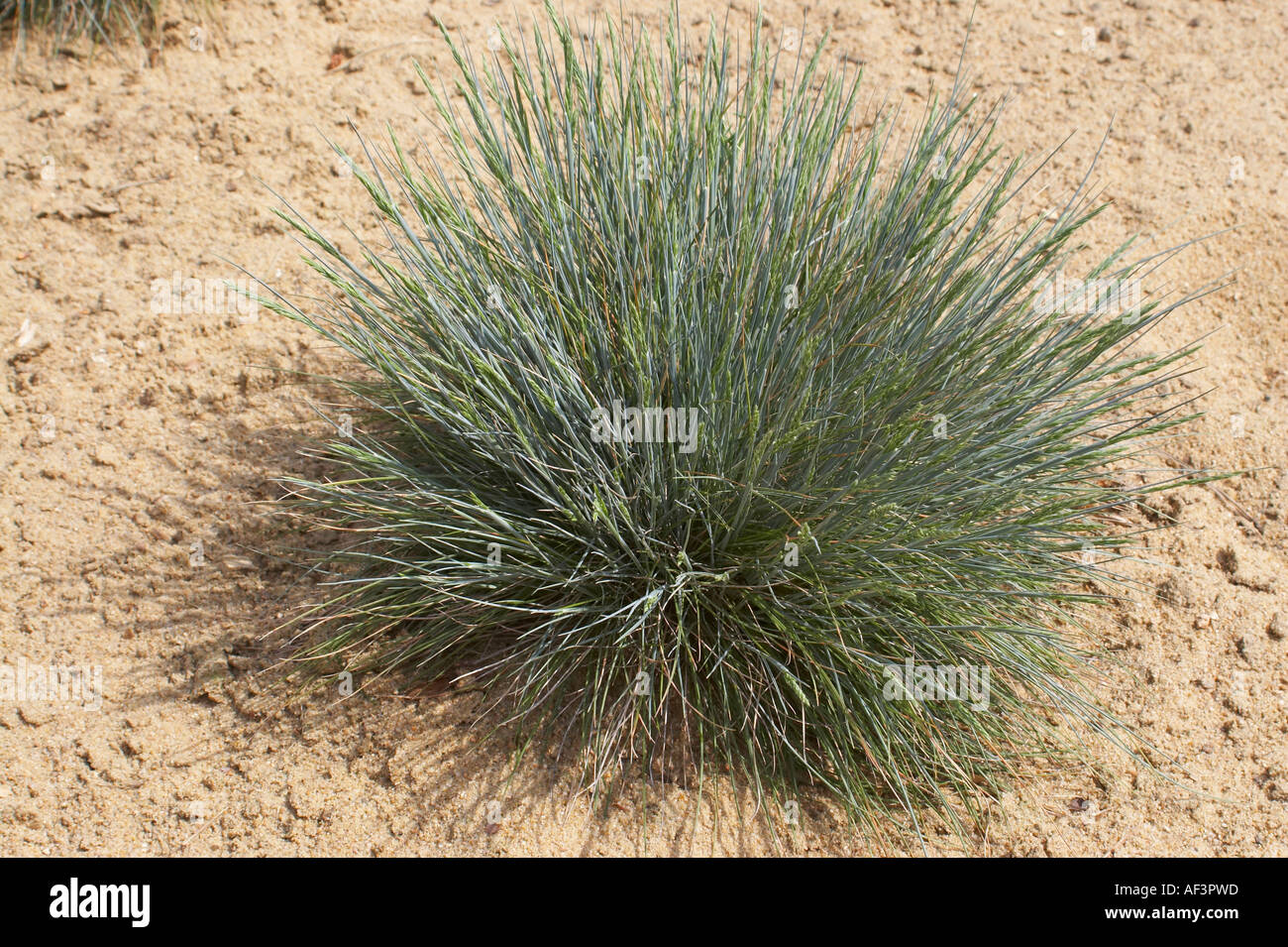 Poaceae - Festuca ovina Stock Photo